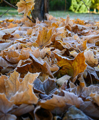 Close-up of orange maple leaves covered with hoarfrost lying on frosted grass in late autumn