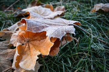 Close-up of orange maple leaves covered with hoarfrost lying on frosted grass in late autumn