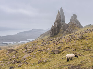 sheep in the mountains of skye. The old man of Storr, Scotland