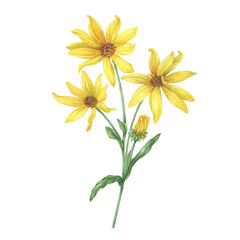 Close-up of yellow Jerusalem artichoke flowers (Helianthus tuberosus, sunroot, sunchoke, wild sunflower, topinambur, earth apple). Watercolor hand painting illustration on white background