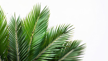 Green palm leaves detailed and isolated