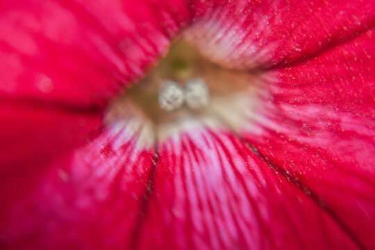 Fotograf&iacute;as de la naturaleza en detalle. Plantas flores y matorrales