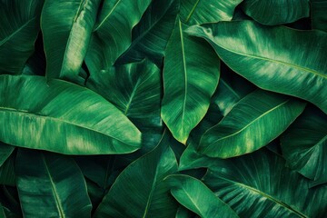 Lush tropical leaf patterns in various shades of emerald and jade, creating a rich, nature-inspired backdrop ideal for digital and print designs