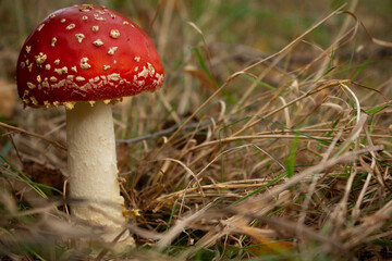 fly agaric-red treasure in the green. 