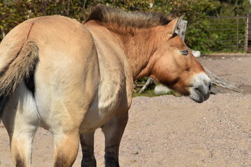 This horse is outdoors in sunny late summer day.