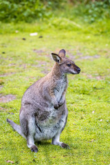 A wallaby rests calmly on the green grass in a sunny park setting during mid-afternoon, showcasing its natural behavior, Australia