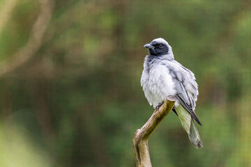 Fluffed  Black-faced Cuckooshrike (Coracina novaehollandiae) perched on a branch in a natural setting with blurred green background, Australia