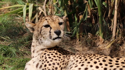 African Cheetah Portrait in a Zoo