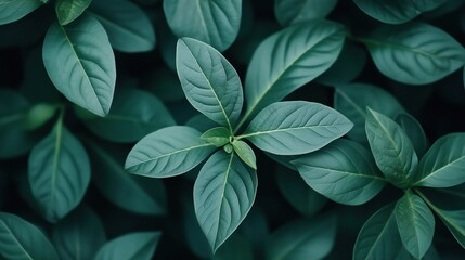 Fototapeta premium Close-up of green leaves in natural light, botanical texture