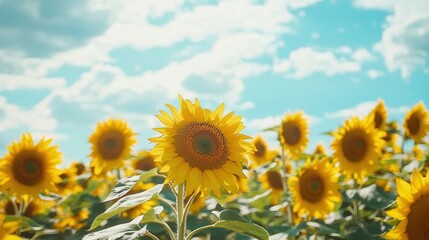 Obraz premium Vibrant Field of Sunflowers Under a Serene Sky with Fluffy Clouds