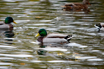 Stockenten schwimmen auf einem Teich