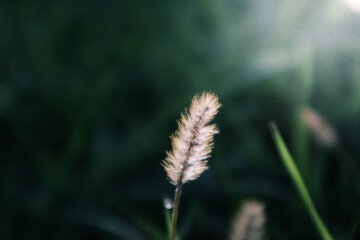 Grass with the backlight of sunlight in the sunset times. Backlit shot in autumn morning. Closeup...