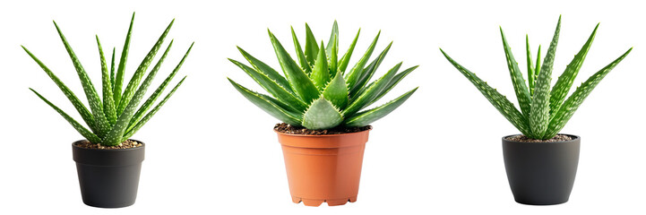 Fototapeta premium Set of vibrant green aloe vera plant isolated on a transparent background
