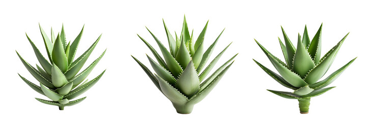 Fototapeta premium Set of vibrant green aloe vera plant isolated on a transparent background