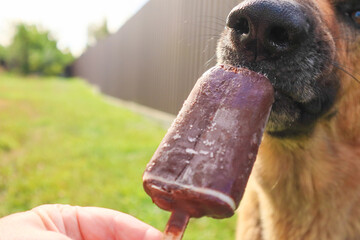 Closeup of dog eating ice cream. Pet eats Ice-cream. Dog licking a ice-lolly. Playful Dog Eagerly...