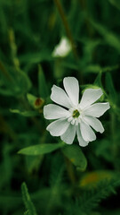 Wild flowers in autumn blooming. low angle view. Floral background. White beautiful and delicate flower.