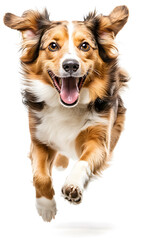 Fototapeta premium Dog running towards the camera isolated on white background