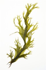 Obraz premium Ocean seaweed plant white background drawing.