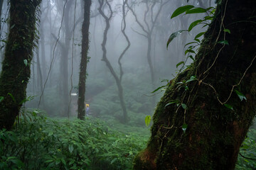 we can see moss lichen  fog in the jungle along trekking route morning kew mae pan doi inthanon chiangmai thailand