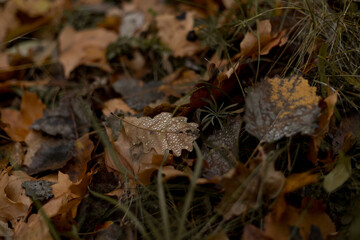 Dew on oak leaves in November