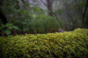 we can see moss lichen  fog in the jungle along trekking route morning kew mae pan doi inthanon chiangmai thailand
