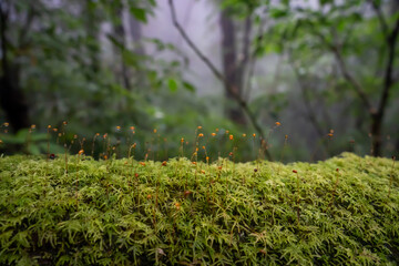 we can see moss lichen  fog in the jungle along trekking route morning kew mae pan doi inthanon chiangmai thailand