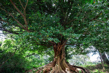 神秘的で美しい森の中の巨木
