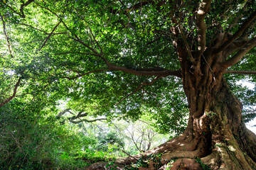 神秘的で美しい森の中の巨木
