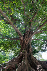 神秘的で美しい森の中の巨木
