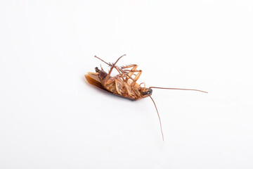 Close up of Dead cockroach lying on its back isolated on white background