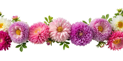 garland of aster flowers, transparent background