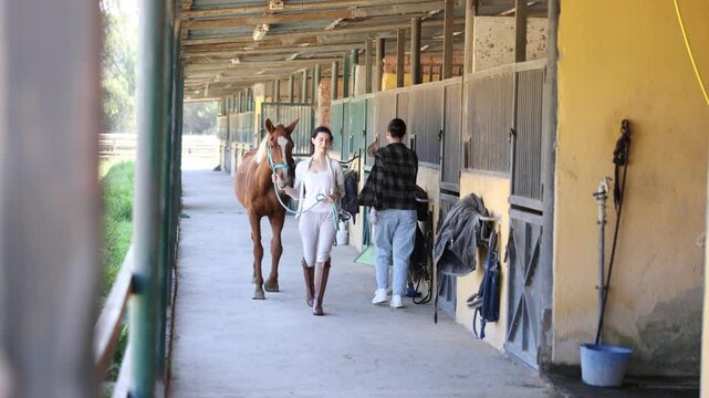 Positive female owner of horse takes animal out of stall, holds bridle and forces it to follow her. She goes for walk and training with horse, goes out through corridor to racetrack.