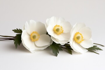 Obraz premium Delicate Bunch of Fresh White Floral Arrangements Isolated on a Clean White Gentle Surface in Soft Romantic Focus