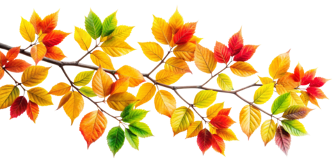 tree branch autumn, transparent background