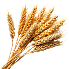 Ears of Wheat, transparent background