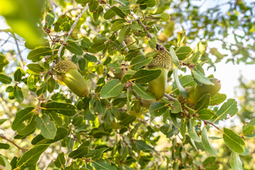 Obraz premium Close-Up of Kermes Oak Fruits and Leaves in Cyprus