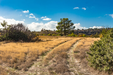Solitary Pine in the Cyprus Mountains