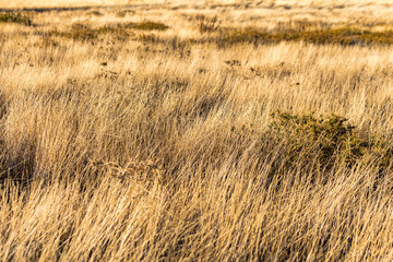 Dry Grass on Cyprus Plateau