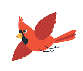 Obraz premium Red cardinal bird flat vector illustration isolated on white background. Cartoon comic northern cardinal bird flying, flaps its wings. Bird Watching and birdfeeding minimal design, winter birds.