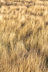 Dry Grass on Cyprus Plateau