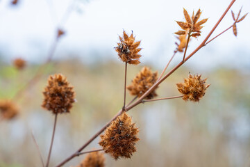 Fleurs de saison