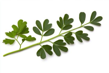 Fototapeta premium A Fresh Collection of Lush Green Leaves Isolated on a Soft, Gentle White Background with a High-Quality Soft Focus