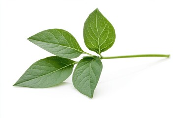 A Singular Green Leaf Against a Pristine White Background, Perfectly Isolated in Soft Focus