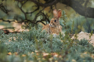 Wild rabbit (Oryctolagus cuniculus) in the dehesa attentive to a threat. Andalusia, Spain