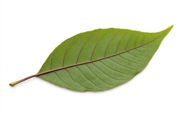 Obraz premium High-Quality Realistic Close-Up of Single Green Leaf Isolated on Soft White Background