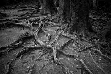 Fototapeta premium 京都鞍馬山の風景。木の根道。