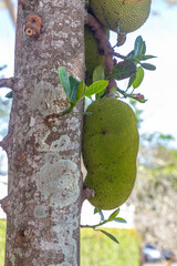 Jackfruit (or fruit of the breadfruit tree).  Near Dalat city, Vietnam