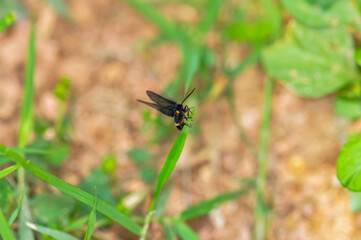Sitting on a green leaf of Amata phegea
