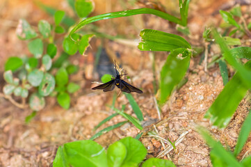 Sitting on a green leaf of Amata phegea