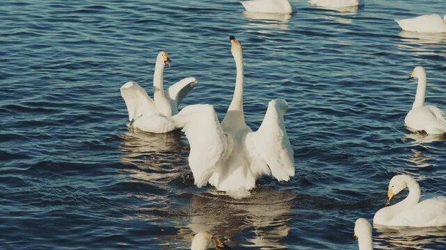 Swans displaying courtship behavior at a lake during sunrise